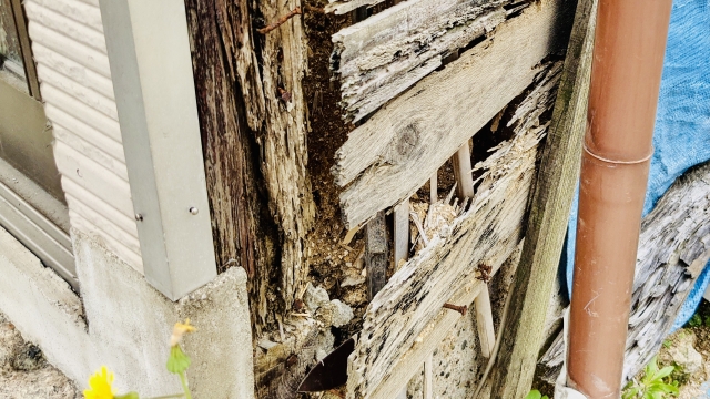 白アリに食われた家