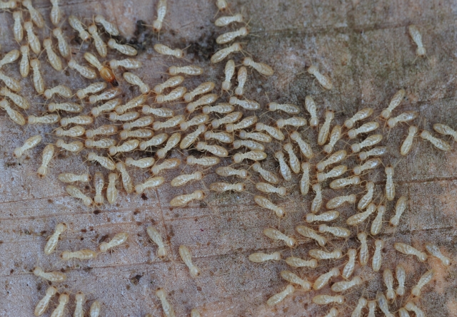 シロアリ イメージ