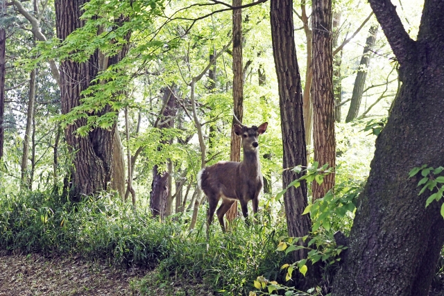 シカ イメージ