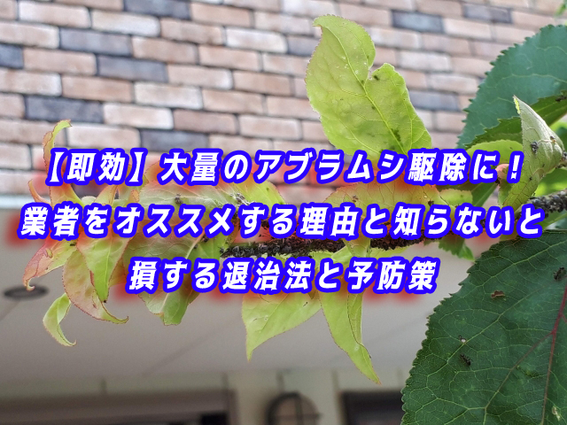 アブラムシ　駆除