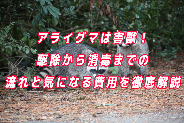 アライグマ　駆除