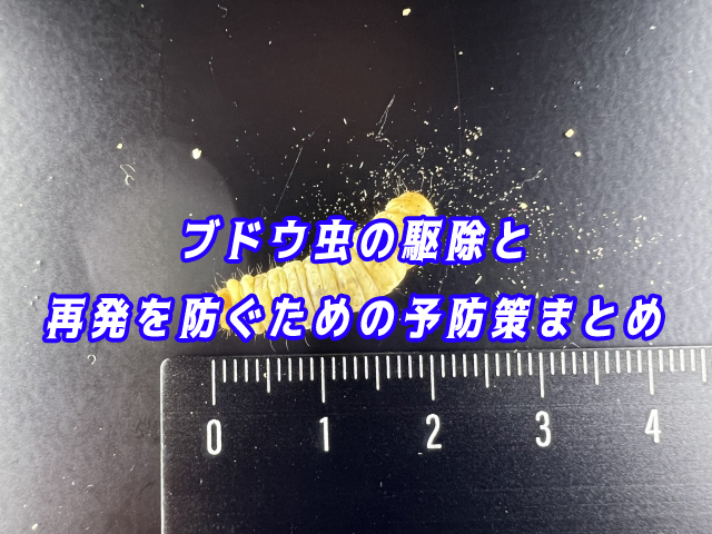 ブドウ虫　駆除