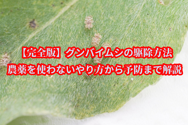 グンバイムシ　駆除