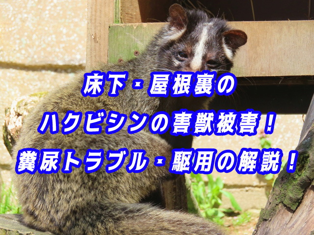 ハクビシン　駆除