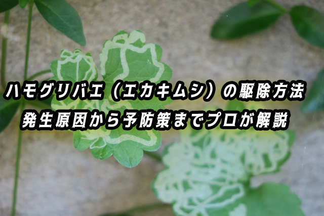 ハモグリバエ（エカキムシ）