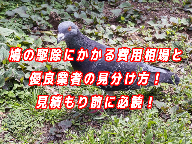 鳩　駆除