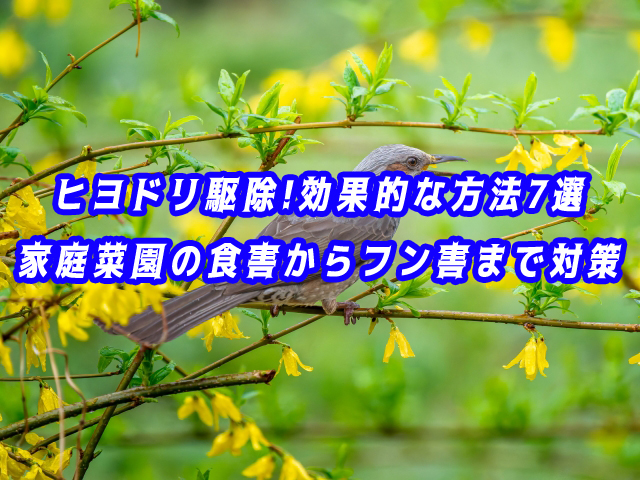 ヒヨドリ　駆除
