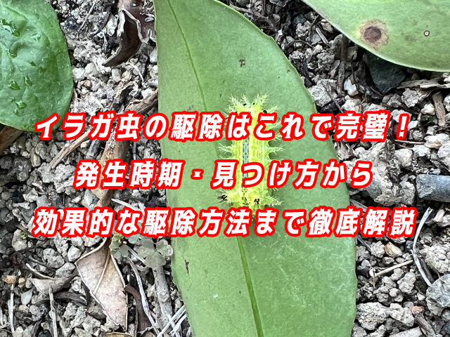 イラガ虫　駆除