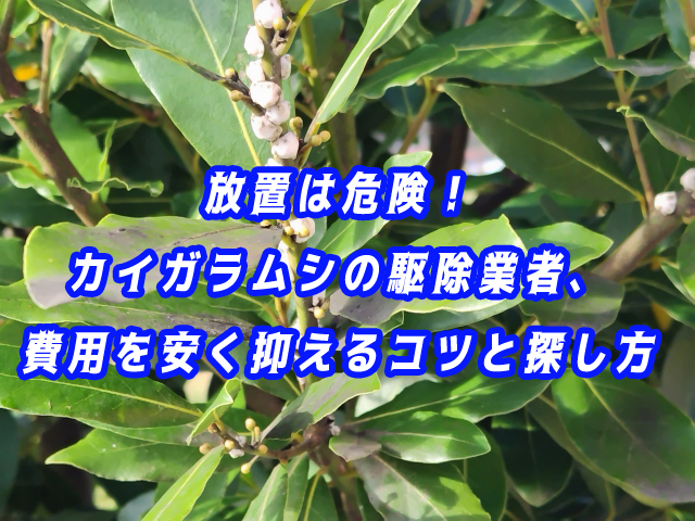 カイガラムシ　駆除