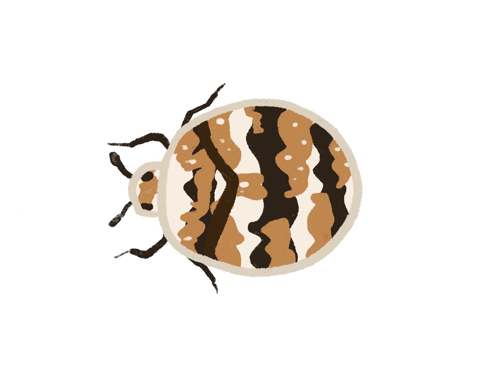 カツオブシムシ