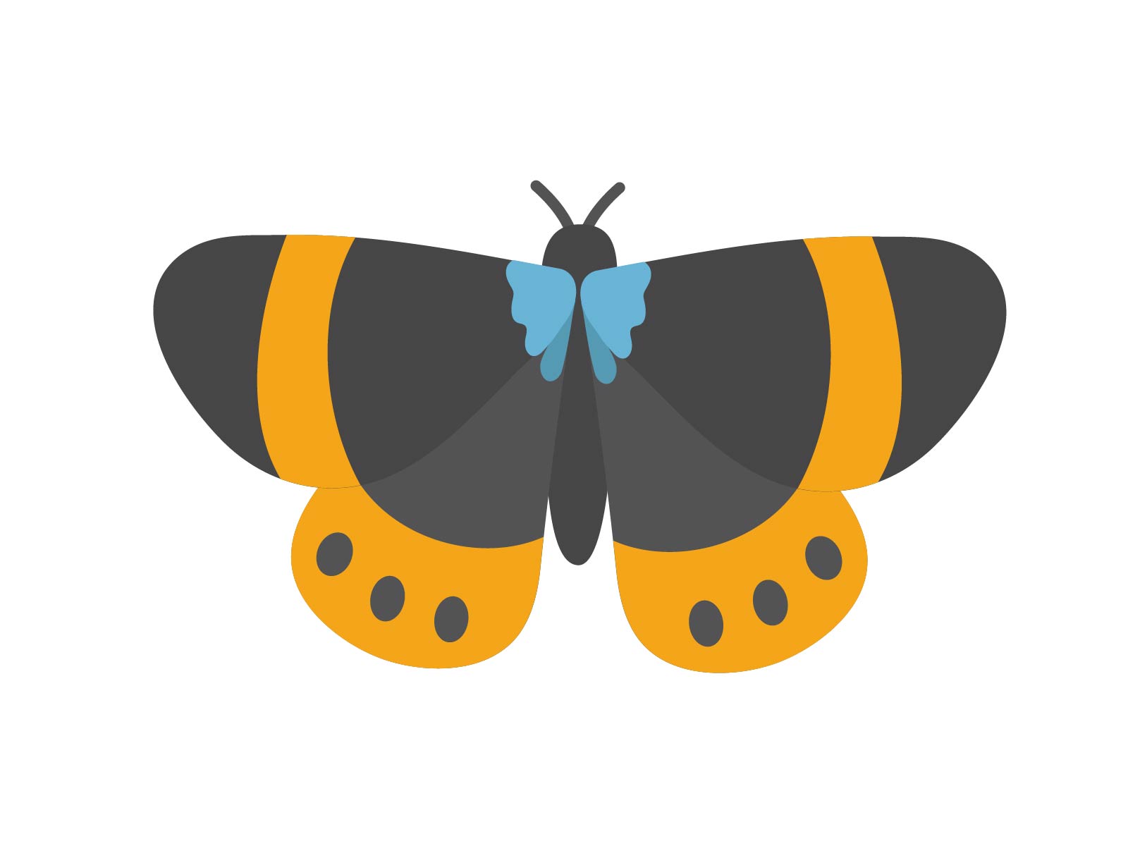 キオビデダシャク