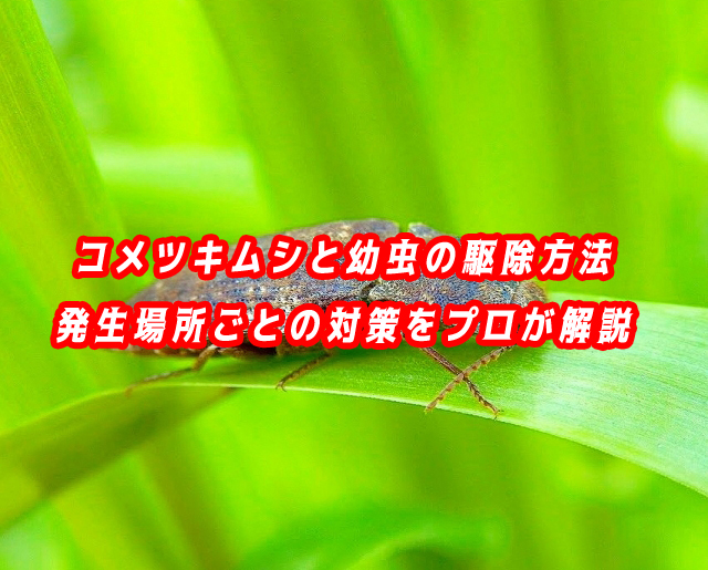 コメツキムシ　駆除