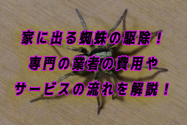 蜘蛛　駆除