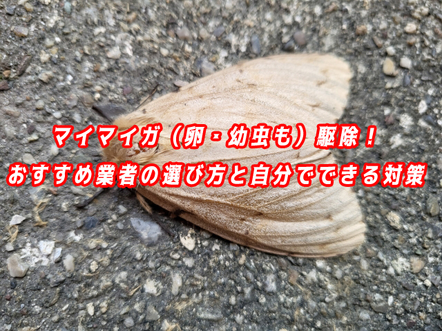 マイマイガ　駆除