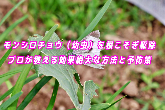 モンシロチョウ（幼虫）　駆除