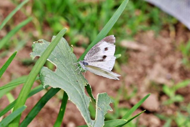 モンシロチョウ