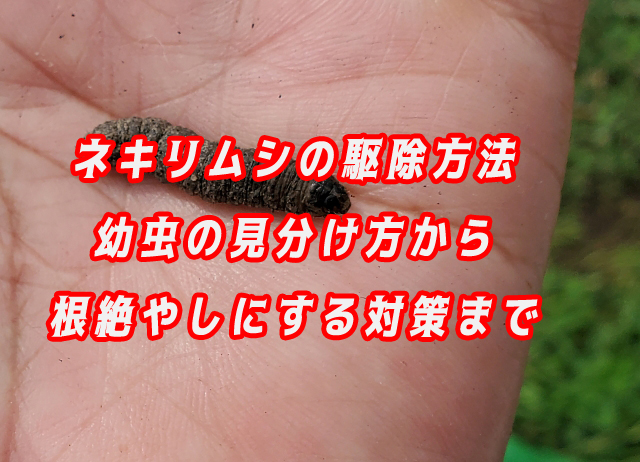 ネキリムシ　駆除