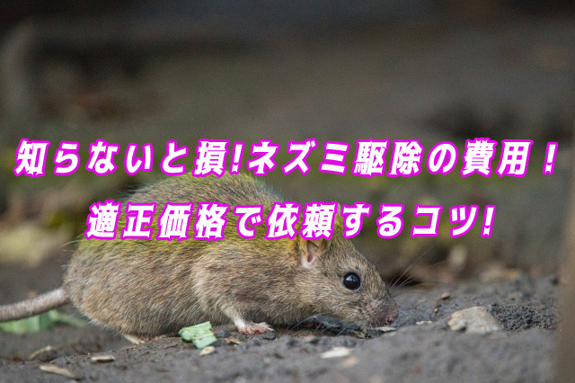 ネズミ　駆除