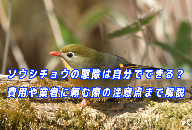 ソウシチョウ　駆除