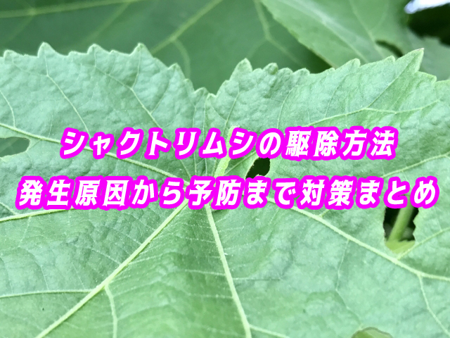 シャクトリムシ　駆除