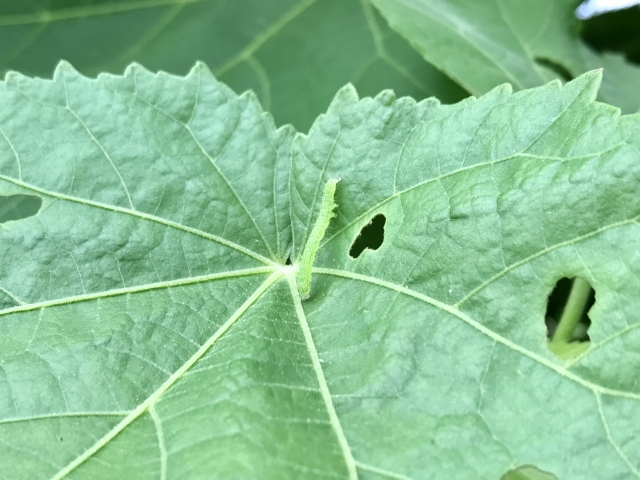 ショクトリムシ