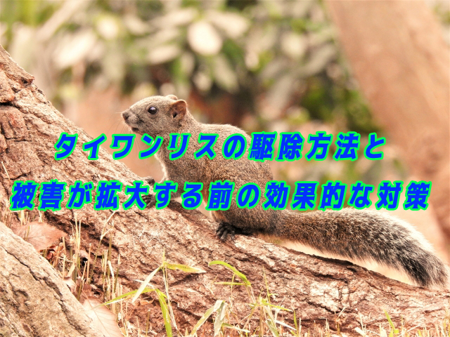 タイワンリスの駆除方法と被害が拡大する前の効果的な対策