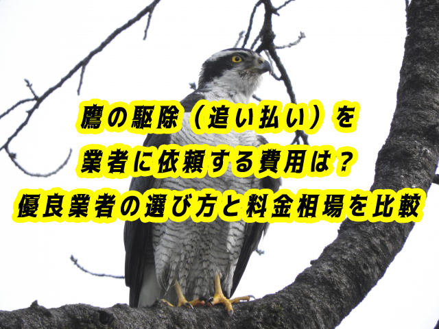 鷹　駆除