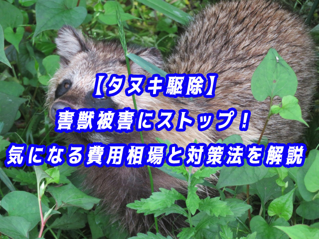 タヌキ　駆除