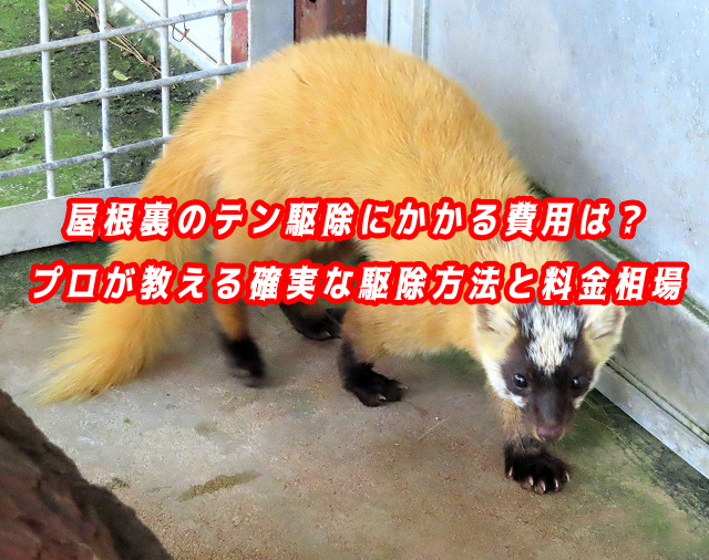 テン　駆除