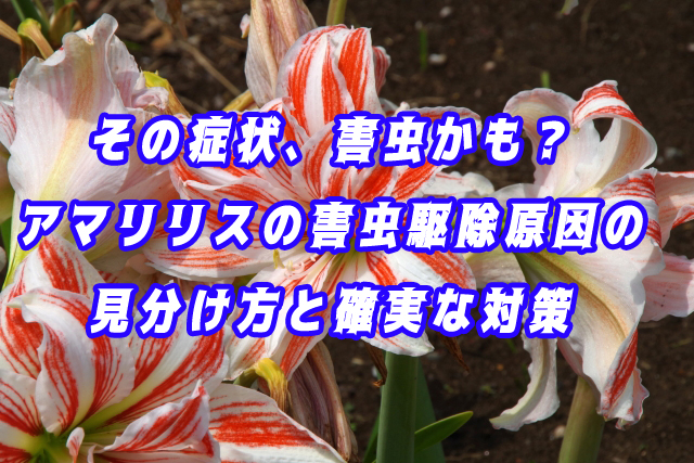 その症状、害虫かも？アマリリスの害虫駆除｜原因の見分け方と確実な対策