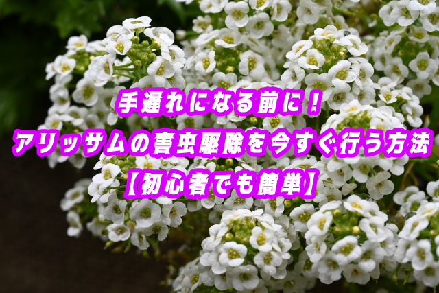 手遅れになる前に！アリッサムの害虫駆除を今すぐ行う方法【初心者でも簡単】