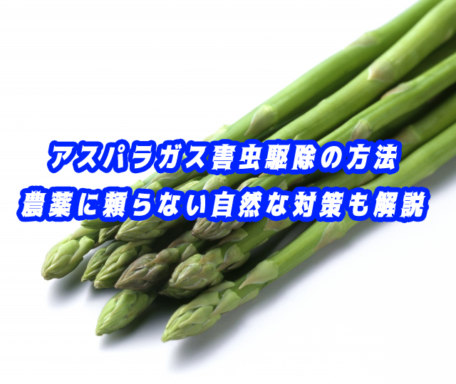アスパラガス害虫駆除の方法|農薬に頼らない自然な対策も解説