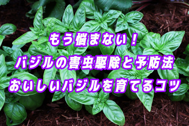 もう悩まない！バジルの害虫駆除と予防法｜おいしいバジルを育てるコツ