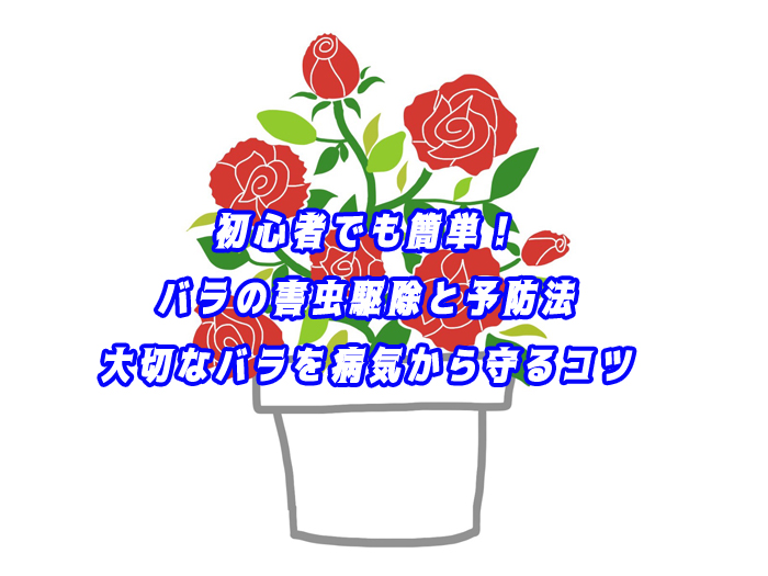 初心者でも簡単！バラの害虫駆除と予防法｜大切なバラを病気から守るコツ