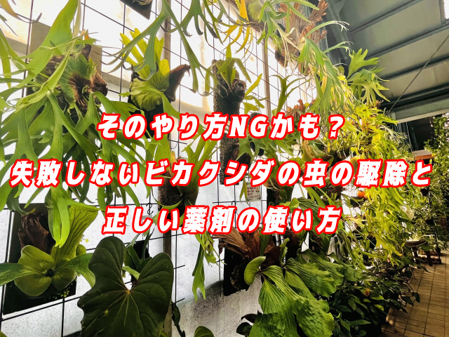 そのやり方NGかも？失敗しないビカクシダの虫の駆除と正しい薬剤の使い方