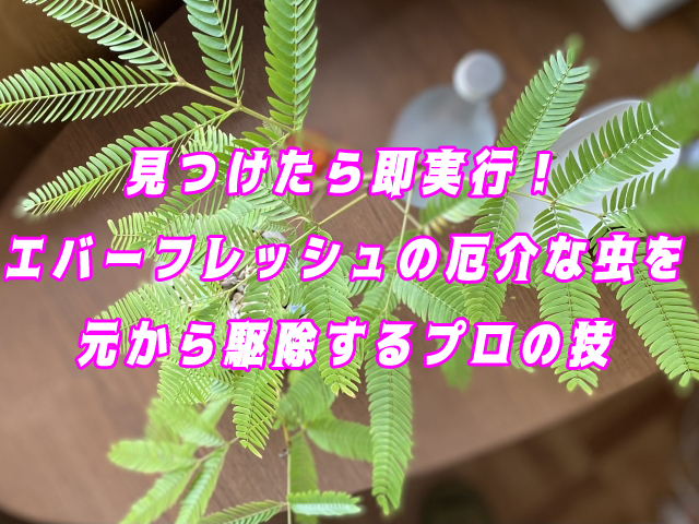 見つけたら即実行！エバーフレッシュの厄介な虫を元から駆除するプロの技