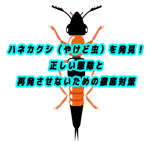 【緊急】ハネカクシ(やけど虫)を発見!正しい駆除と再発させないための徹底対策