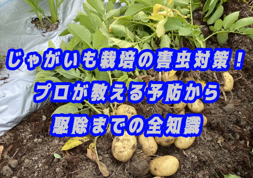 【完全版】じゃがいも栽培の害虫対策！プロが教える予防から駆除までの全知識