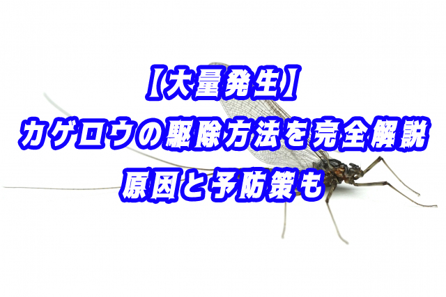 【大量発生】カゲロウ(害虫）の駆除方法を完全解説！原因と予防策も