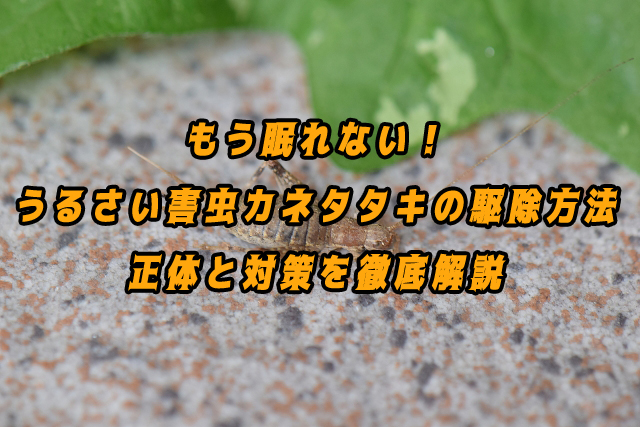 もう眠れない！うるさい害虫カネタタキの駆除方法｜正体と対策を徹底解説