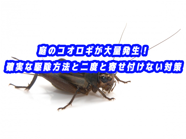 庭のコオロギが大量発生！確実な駆除方法と二度と寄せ付けない対策