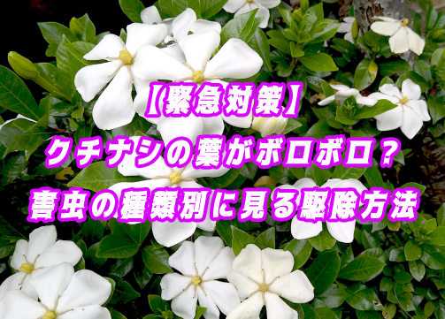 【緊急対策】クチナシの葉がボロボロ？害虫の種類別に見る正しい駆除方法