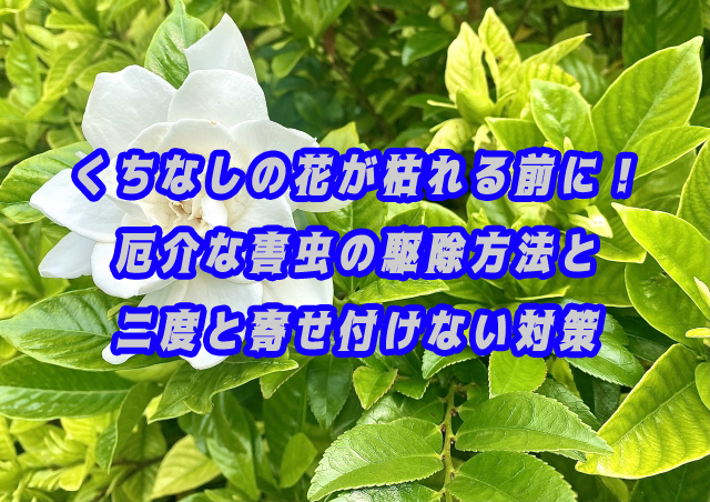 くちなしの花が枯れる前に！厄介な害虫の駆除方法と二度と寄せ付けない対策