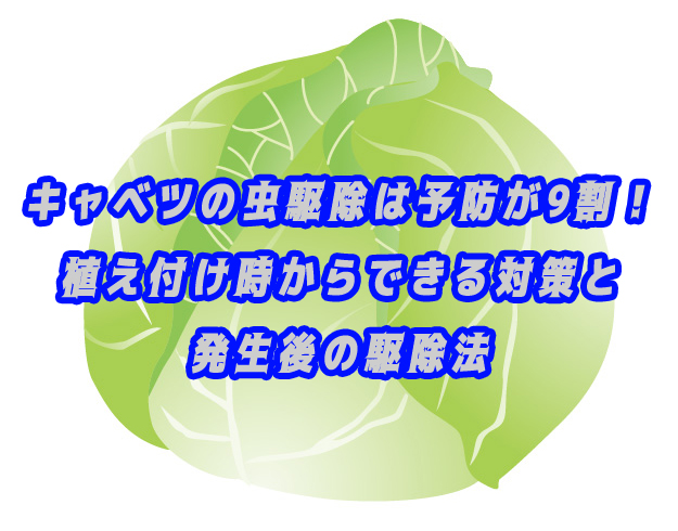キャベツの虫駆除は予防が9割！植え付け時からできる対策と発生後の駆除法