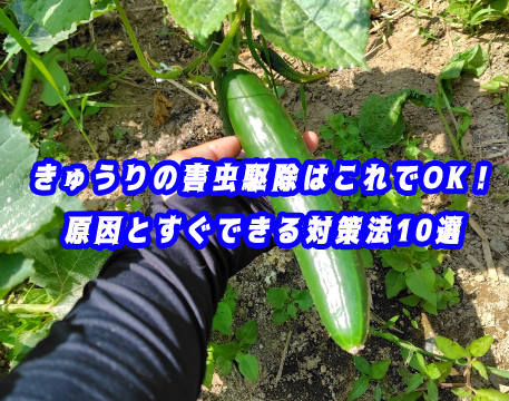【決定版】きゅうりの害虫駆除はこれでOK！原因とすぐできる対策法10選