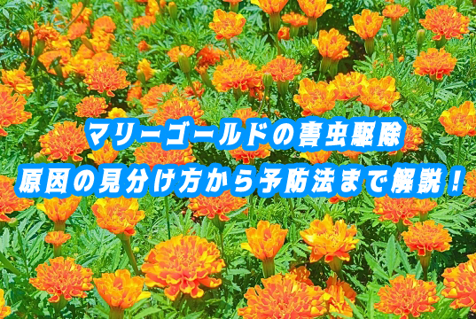 マリーゴールドの害虫駆除｜原因の見分け方から予防法までプロが解説！