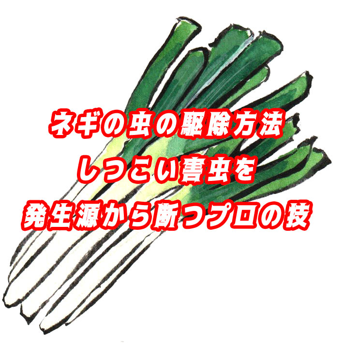 農家が教えるネギの虫の駆除方法｜しつこい害虫を発生源から断つプロの技