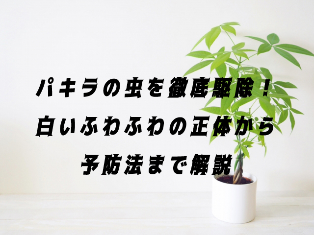 【完全ガイド】パキラの虫を徹底駆除！白いふわふわの正体から予防法まで解説