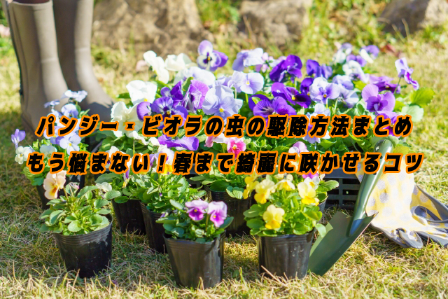 パンジー・ビオラの虫の駆除方法まとめ｜もう悩まない！春まで綺麗に咲かせるコツ