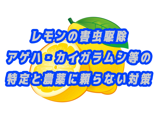レモンの害虫駆除｜アゲハ・コナジラミ等の特定と農薬に頼らない対策